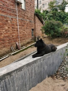 家犬围墙的黑色看家田园犬