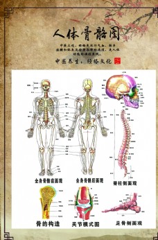 中华文化人体骨胳图