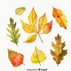 7款水彩绘 秋季树叶