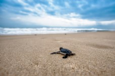 其他生物在沙滩上爬行准备回海里的海龟