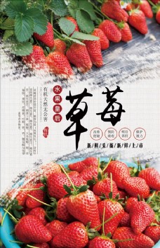 优质水果采摘草莓海报