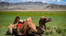 天空骆驼驼队沙漠戈壁荒野