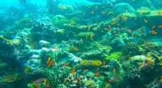 海洋生物热带鱼观赏鱼海洋水族生物