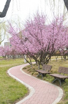 樱桃园景观桃树
