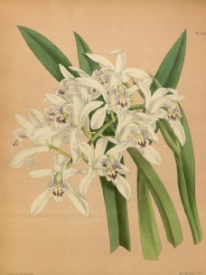 白色花朵植物素材插画