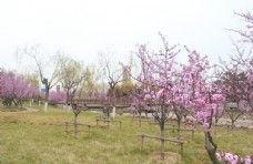樱桃园春天桃树