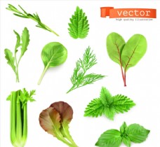 绿色蔬菜植物叶子蔬菜
